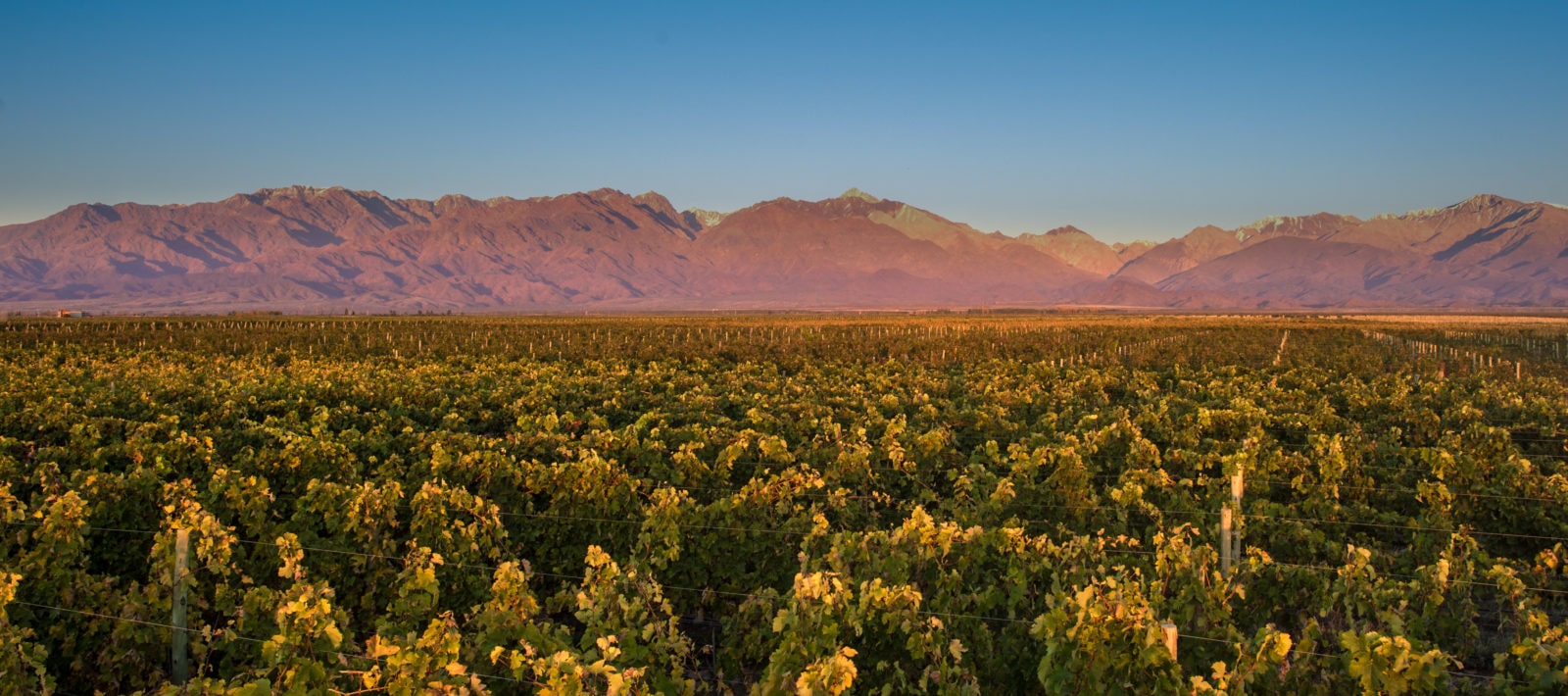 The Vines Of Mendoza, Argentina