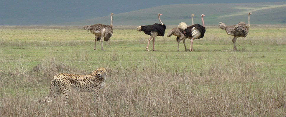 Ngorongoro Crater Lodge16