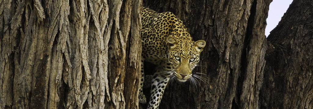 Ewc Leopard In Tree