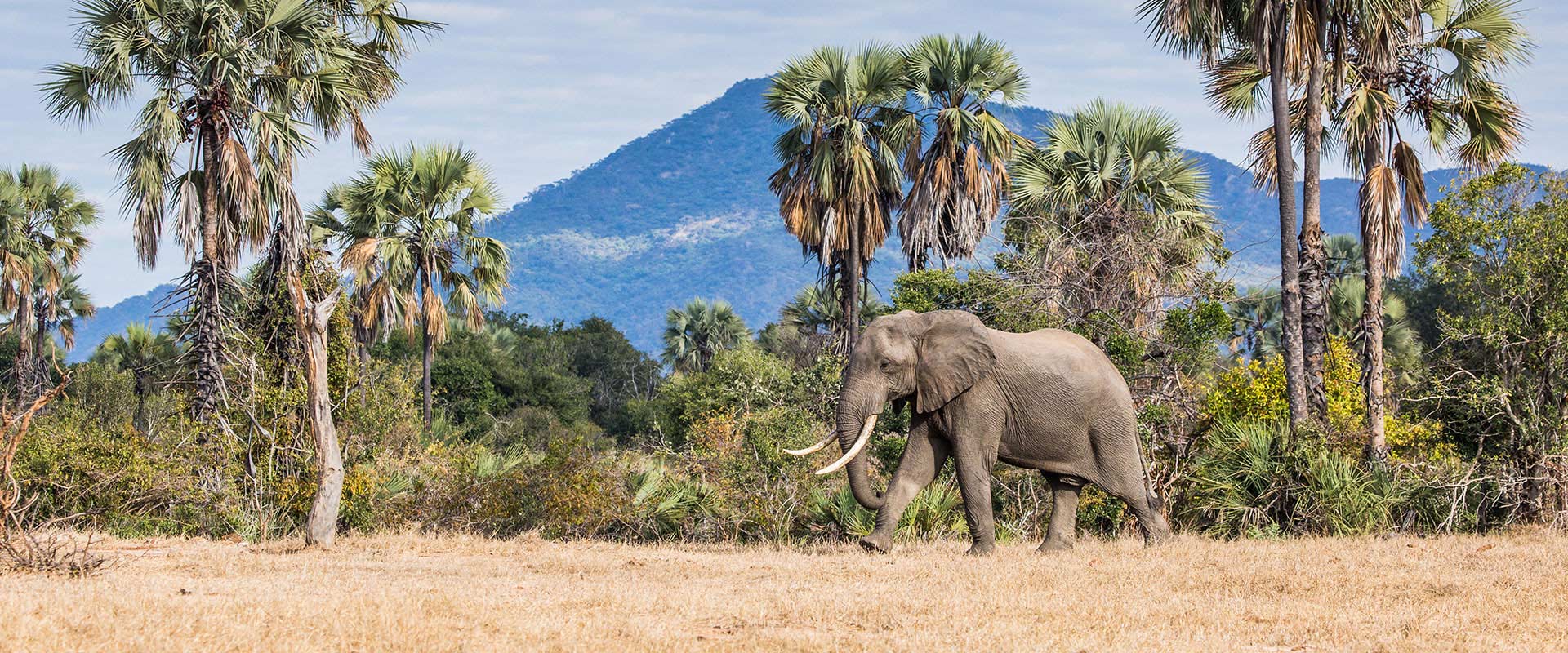ZAMBIA – A Wildlife Lovers Paradise